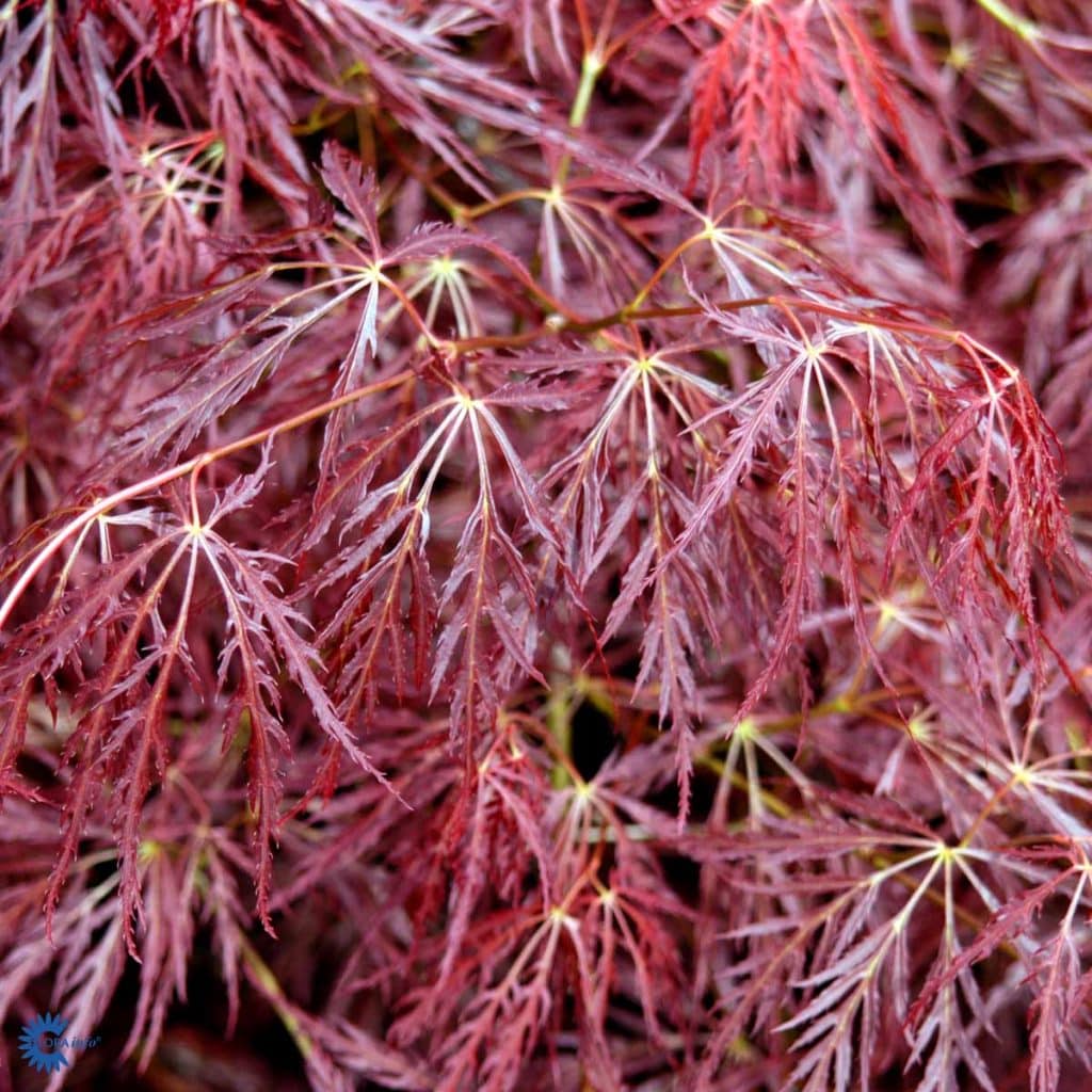 Acer palmatum 'Dissectum Garnet' - Johansens Planteskole ApS