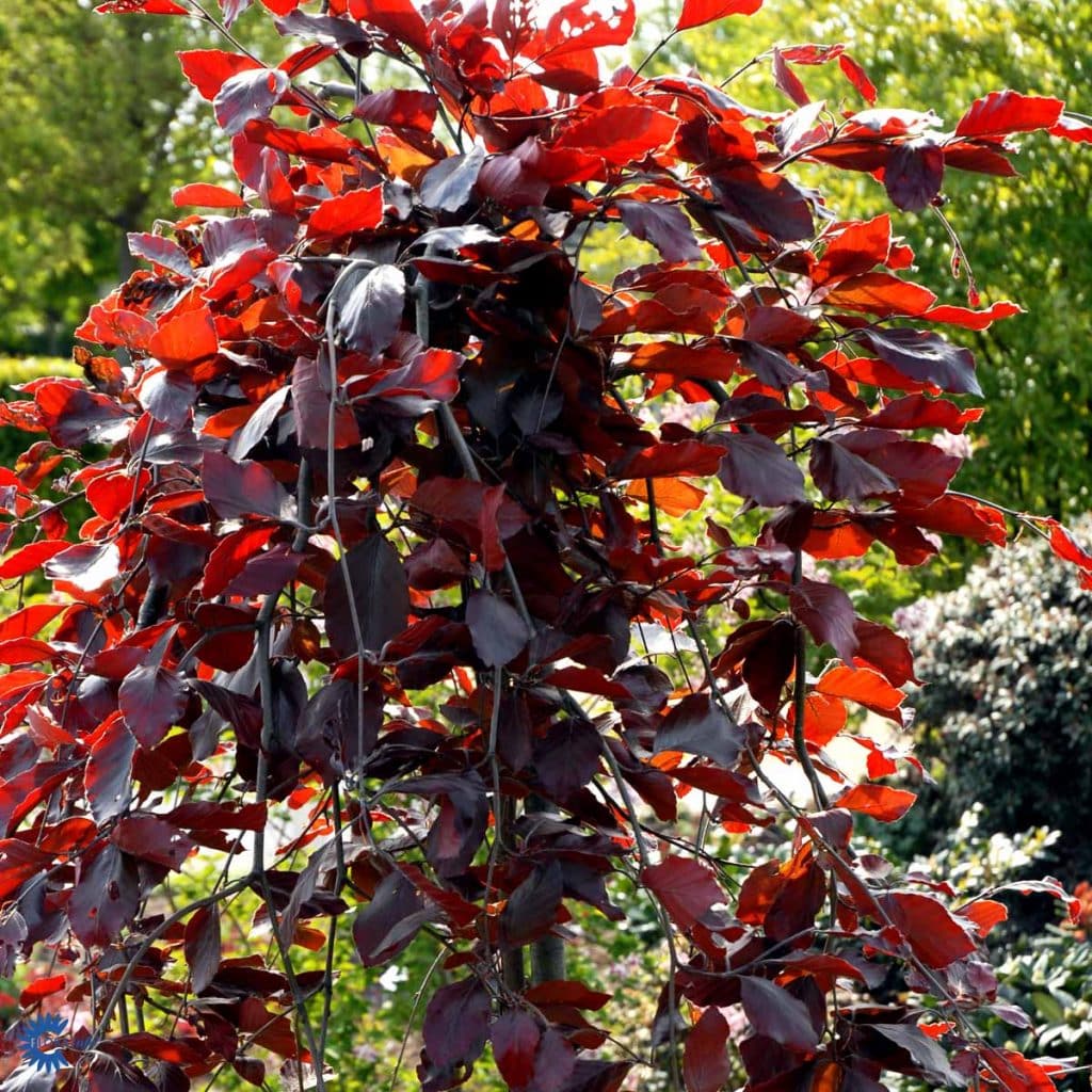 Fagus Sylvatica Purpurea Pendula Johansens Planteskole ApS fagus-sylvatica-purpurea-pendula-johansens-planteskole-aps