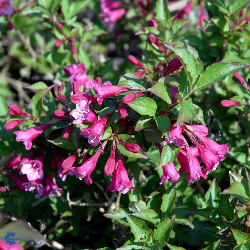 35+ Weigelie Hybride, Die buschig wachsende weigelie &#039;bristol ruby&#039;