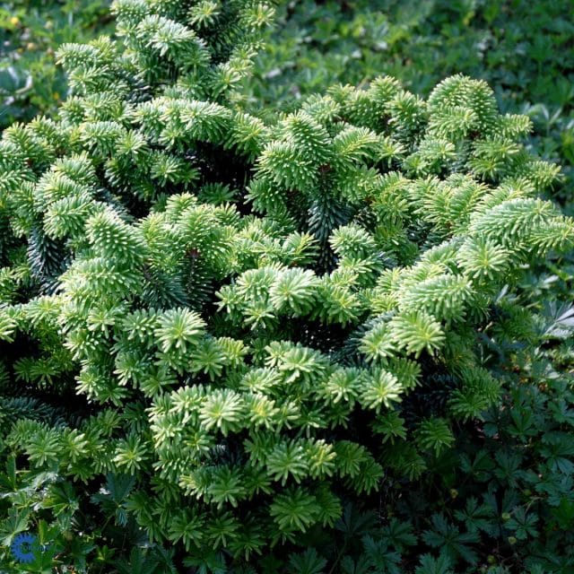 Abies balsamea 'Nana' - Johansens Planteskole ApS