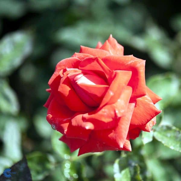 5ROSSUMHO
