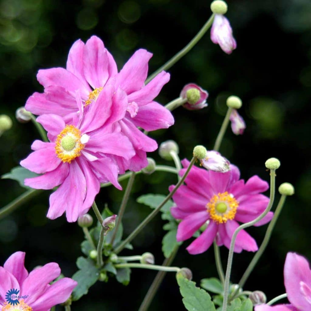 Anemone japonica 'Prinz Heinrich' - Johansens Planteskole ApS