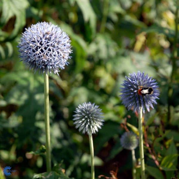 6ECHINOTAP