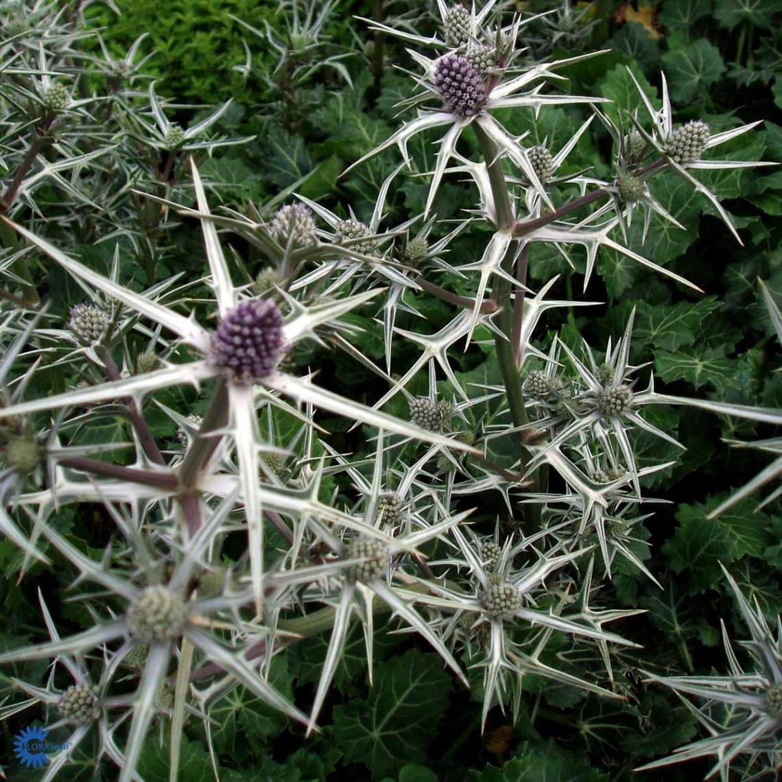 Eryngium variifolium 'Miss Marble' Johansens Planteskole ApS