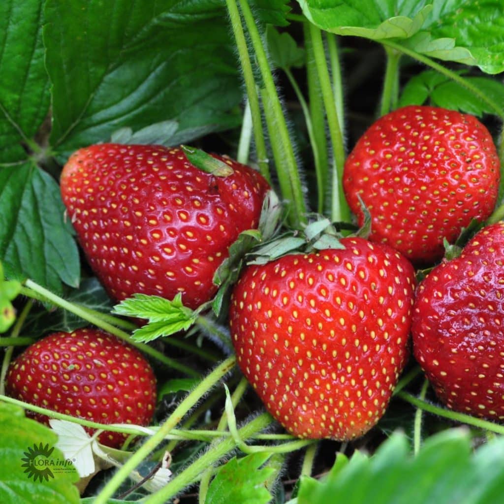 Fragaria hybrid 'Florence' Johansens Planteskole ApS