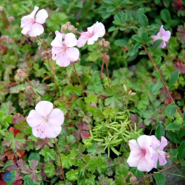 6GERDAL