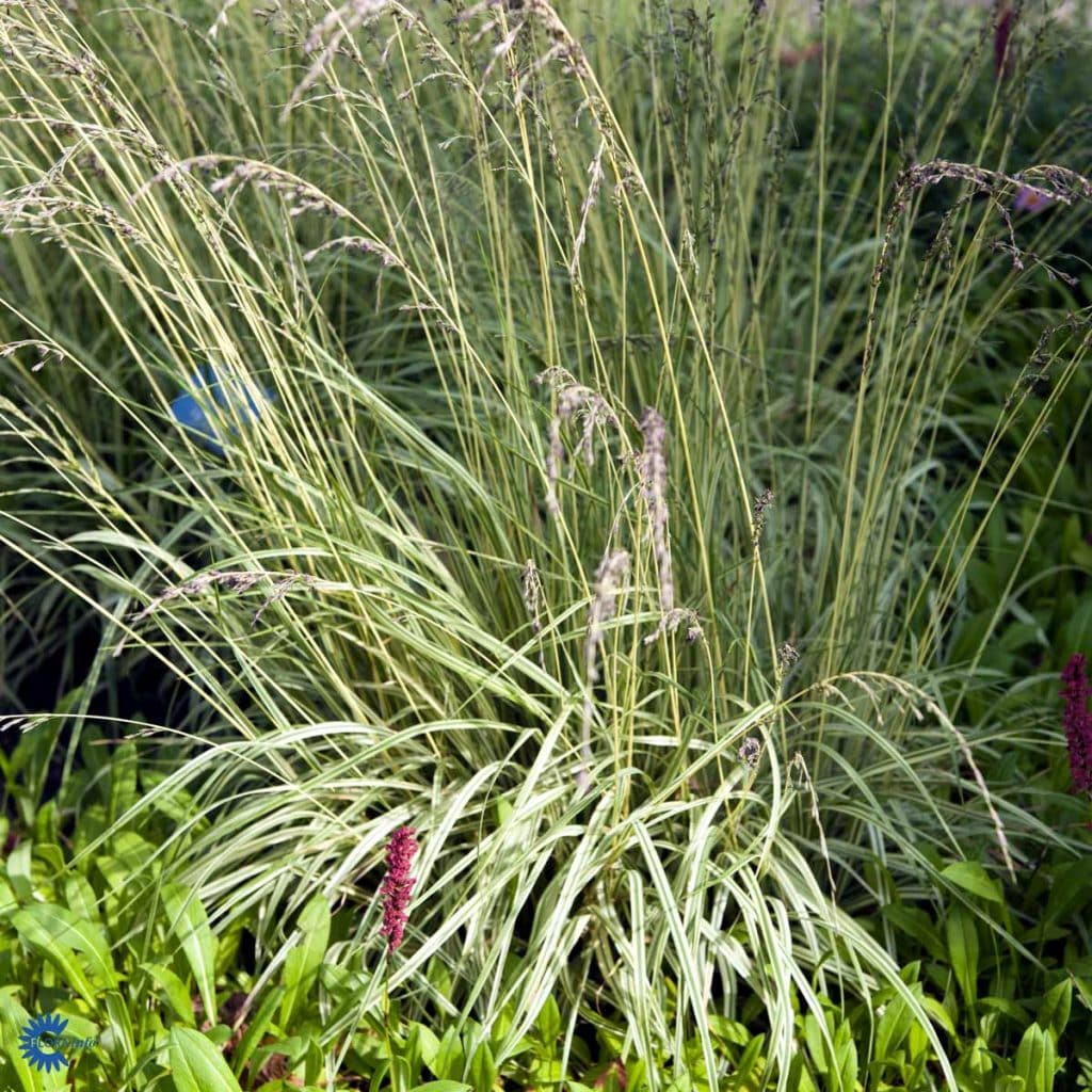 Molinia caerulea 'Variegata' - Johansens Planteskole ApS